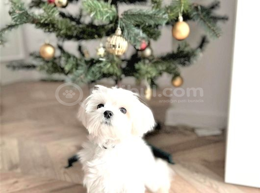 Karbeyaz Garantili Evraklı Mini Kore Maltese Bebekler görsel