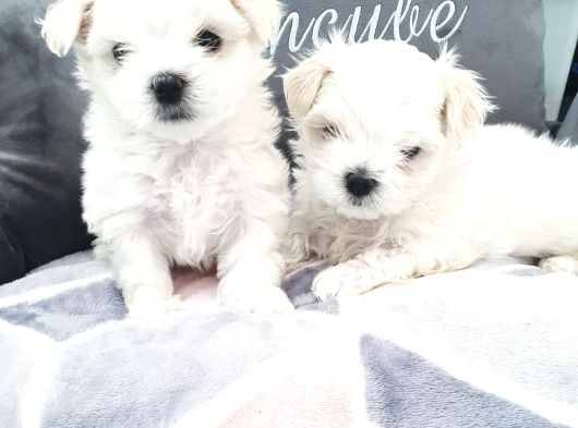 Karbeyaz Garantili Evraklı Mini Kore Maltese Bebekler