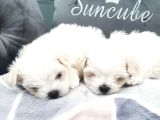 Karbeyaz Garantili Evraklı Mini Kore Maltese Bebekler