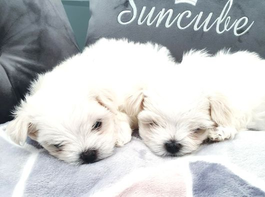 Karbeyaz Garantili Evraklı Mini Kore Maltese Bebekler görsel