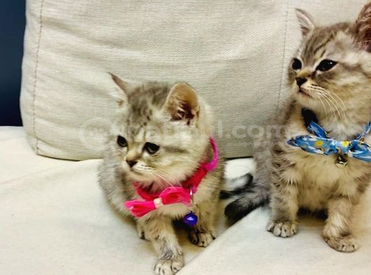 Silver British Longhair görsel