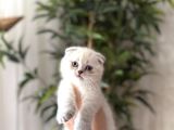 SHOW SCOTTISH FOLD SILVER POİNT YAVRULARIM