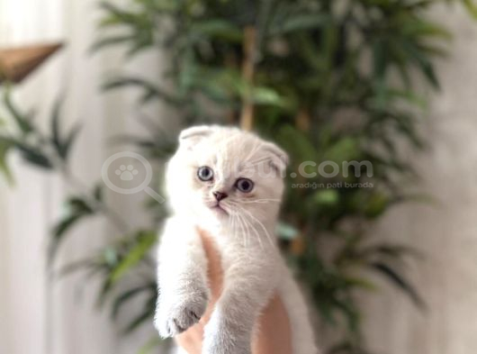 Show Scottish Fold Silver Poi̇nt Yavrularim