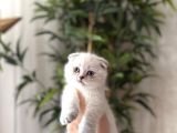 Show Scottish Fold Silver Poi̇nt Yavrularim