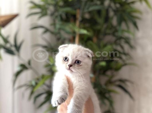 Show Scottish Fold Silver Poi̇nt Yavrularim görsel