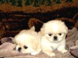 Vecihiden Safkan Eğitimli Mini Boncuk Gözlü Pekines Bebekleri