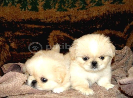 Vecihiden Safkan Eğitimli Mini Boncuk Gözlü Pekines Bebekleri görsel