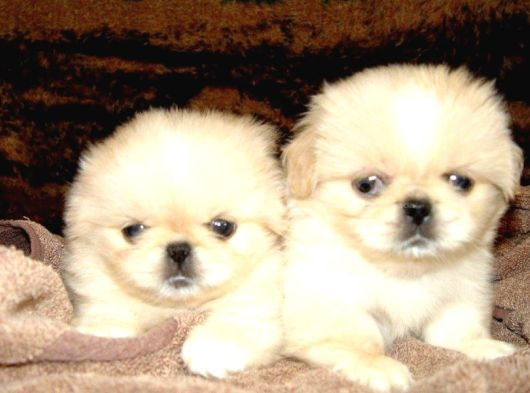 Vecihiden Safkan Eğitimli Mini Boncuk Gözlü Pekines Bebekleri görsel