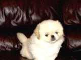 Vecihiden Safkan Eğitimli Mini Boncuk Gözlü Pekines Bebekleri