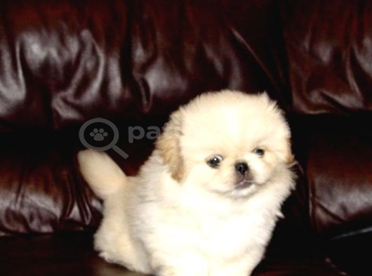 Vecihiden Safkan Eğitimli Mini Boncuk Gözlü Pekines Bebekleri görsel