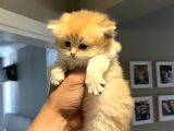 Ayıcık Suratlı Ny12 British Longhair