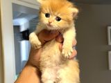Ayıcık Suratlı Ny12 British Longhair