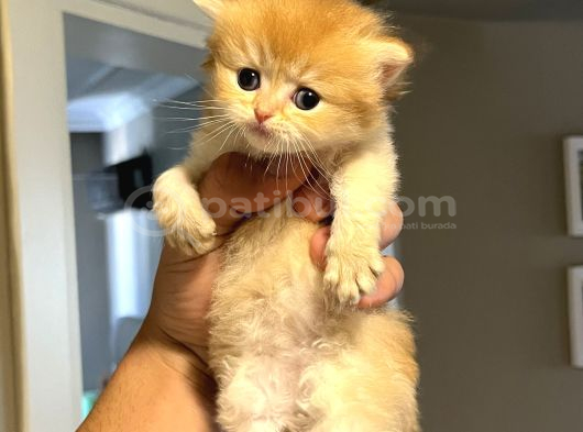 Ayıcık Suratlı Ny12 British Longhair görsel