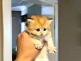 Ayıcık Suratlı Ny12 British Longhair