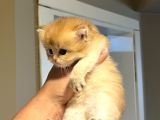 Ayıcık Suratlı Ny12 British Longhair