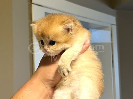 Ayıcık Suratlı Ny12 British Longhair görsel