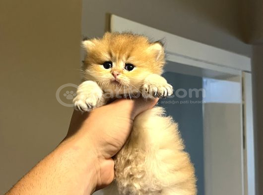 Ayıcık Suratlı Ny12 British Longhair görsel