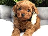 Mi̇ni̇k Kizilcik Malti̇poo Yavrularimiz