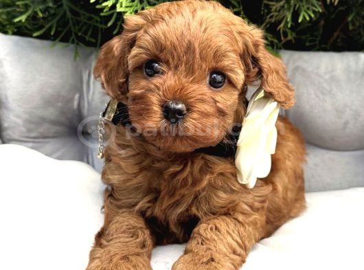 Mi̇ni̇k Kizilcik Malti̇poo Yavrularimiz görsel