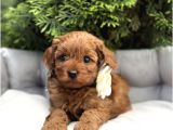 MİNİK KIZILCIK MALTİPOO YAVRULARIMIZ