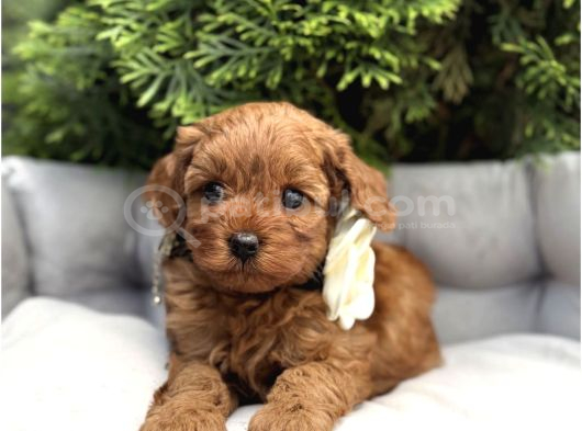 Mi̇ni̇k Kizilcik Malti̇poo Yavrularimiz