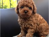OYUNCAK GİBİ SAFKAN ÜST KALİTE TOY POODLE YAVRULARI