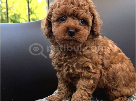Oyuncak Gi̇bi̇ Safkan Üst Kali̇te Toy Poodle Yavrulari
