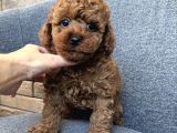 Oyuncak Gi̇bi̇ Safkan Üst Kali̇te Toy Poodle Yavrulari