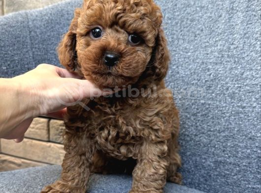 Oyuncak Gi̇bi̇ Safkan Üst Kali̇te Toy Poodle Yavrulari görsel