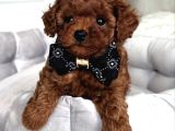 KORE SEVİMLİ SURATLI POODLE BEBEKLERİMİZ