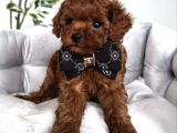 Kore Sevi̇mli̇ Suratli Poodle Bebekleri̇mi̇z