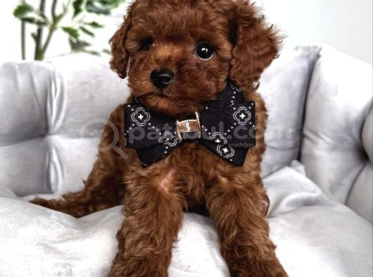 Kore Sevi̇mli̇ Suratli Poodle Bebekleri̇mi̇z görsel