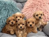 ÇOK TATLI ALTIN ÇOCUKLAR MALTİPOO KARDEŞLER