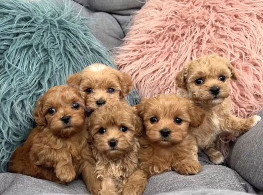 Çok Tatli Altin Çocuklar Malti̇poo Kardeşler