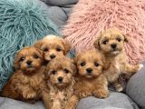 Çok Tatli Altin Çocuklar Malti̇poo Kardeşler