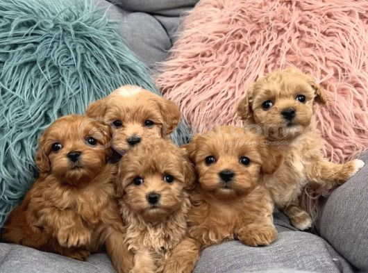 Çok Tatli Altin Çocuklar Malti̇poo Kardeşler görsel