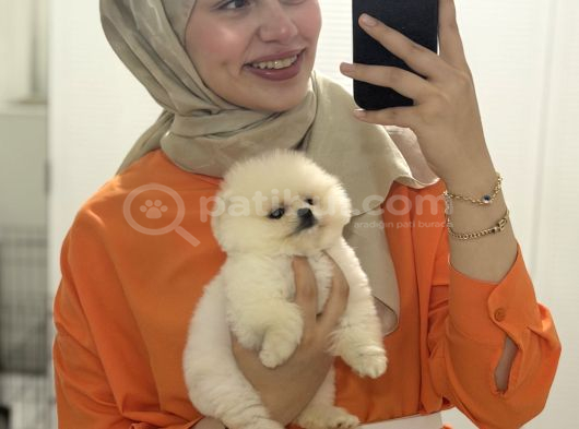 Ufak Burunlu 2 Aylik Dişi Pomeri̇an Boo görsel