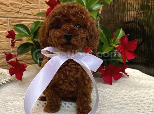 Mini mini Toy poodle Büyümeyecek yavrular