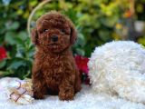 Mini Mini Toy Poodle Büyümeyecek Yavrular