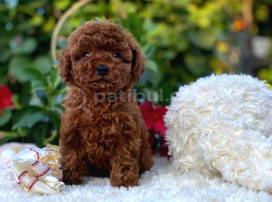 Mini Mini Toy Poodle Büyümeyecek Yavrular görsel