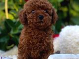 Mini Mini Toy Poodle Büyümeyecek Yavrular
