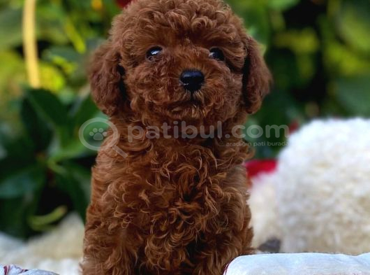 Mini Mini Toy Poodle Büyümeyecek Yavrular görsel