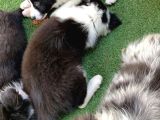 Renk Güzeli Safkan Dünyanın En Akıllı Köpeği Border Collie