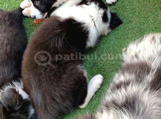 Renk Güzeli Safkan Dünyanın En Akıllı Köpeği Border Collie görsel