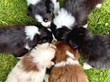 Renk Güzeli Safkan Dünyanın En Akıllı Köpeği Border Collie