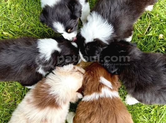 Renk Güzeli Safkan Dünyanın En Akıllı Köpeği Border Collie görsel