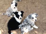 Renk Güzeli Safkan Dünyanın En Akıllı Köpeği Border Collie