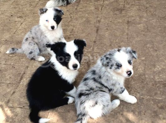 Renk Güzeli Safkan Dünyanın En Akıllı Köpeği Border Collie görsel