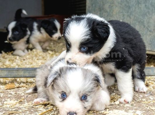 Renk Güzeli Safkan Dünyanın En Akıllı Köpeği Border Collie