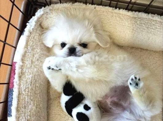 Vecihiden Safkan Eğitimli Mini Boncuk Gözlü Pekines Bebekleri